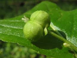 Attēlu rezultāti vaicājumam “Mercurialis perennis fruit”