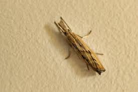 Attēlu rezultāti vaicājumam “Agriphila tristella”