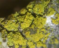 Attēlu rezultāti vaicājumam “Candelariella sp.”