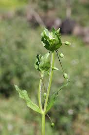 Attēlu rezultāti vaicājumam “Stellaria media bud”