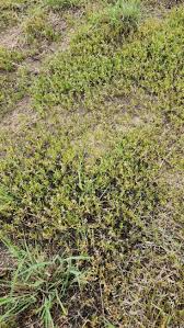 Attēlu rezultāti vaicājumam “Spergularia marina”