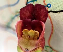 Attēlu rezultāti vaicājumam “Scrophularia umbrosa flower”