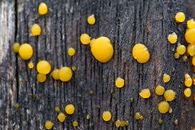 Attēlu rezultāti vaicājumam “Dacrymyces stillatus”