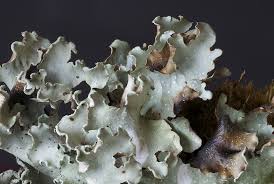 Attēlu rezultāti vaicājumam “Cetrelia sp.”