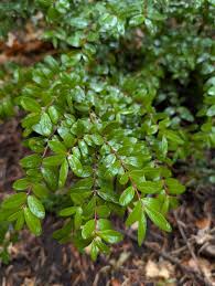 Attēlu rezultāti vaicājumam “Cardamine impatiens fruit”