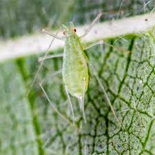 Attēlu rezultāti vaicājumam “Acyrthosiphon”