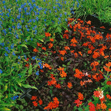 Attēlu rezultāti vaicājumam “Silene x arkwrightii Vesuvius”