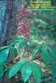 Attēlu rezultāti vaicājumam “Aesculus”
