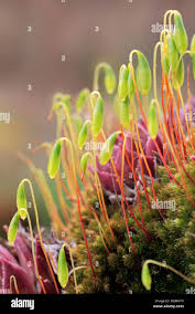 Attēlu rezultāti vaicājumam “Bryum bimum sporophyte”