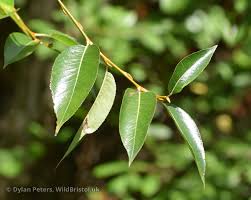 Attēlu rezultāti vaicājumam “Salix pentandra leaf”