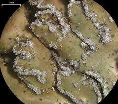 Attēlu rezultāti vaicājumam “Physconia detersa”