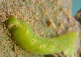 Attēlu rezultāti vaicājumam “Licea pusilla macro”