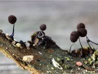 Attēlu rezultāti vaicājumam “Comatricha laxa”