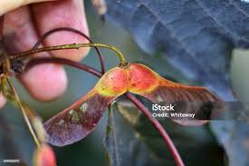 Attēlu rezultāti vaicājumam “Acer platanoides fo. schwedleri”