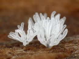 Attēlu rezultāti vaicājumam “Ceratiomyxaceae”