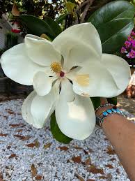 Attēlu rezultāti vaicājumam “Magnolia cylindrica”