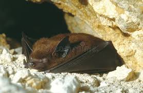 Attēlu rezultāti vaicājumam “Myotis brandtii”