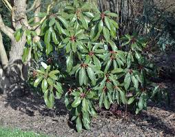 Attēlu rezultāti vaicājumam “Diderma deplanatum macro”