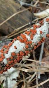 Attēlu rezultāti vaicājumam “Peniophora rufa”