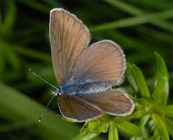 Attēlu rezultāti vaicājumam “Cyaniris semiargus female”