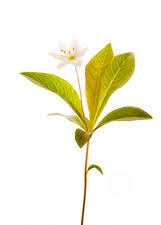 Attēlu rezultāti vaicājumam “Trientalis europaea bud”