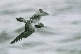 Image result for Sterna acuflavida