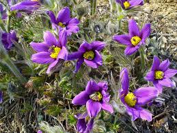 Attēlu rezultāti vaicājumam “Pulsatilla vulgaris”