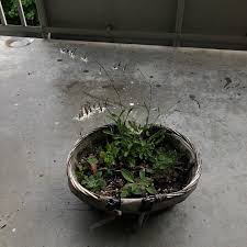 Attēlu rezultāti vaicājumam “Silene tatarica bud”