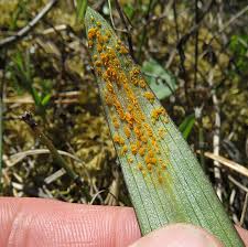 Attēlu rezultāti vaicājumam “Puccinia sessilis”