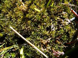 Attēlu rezultāti vaicājumam “Meesia triquetra”