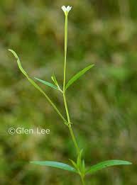 Attēlu rezultāti vaicājumam “Epilobium palustre flower”
