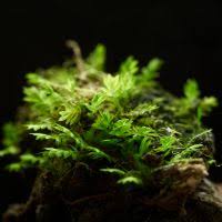 Attēlu rezultāti vaicājumam “Fissidens gracilifolius”