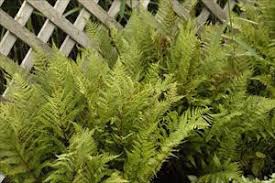 Attēlu rezultāti vaicājumam “Athelia pyriformis”