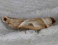 Attēlu rezultāti vaicājumam “Nyctegretis lineana”