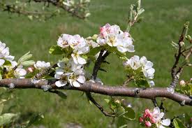 Attēlu rezultāti vaicājumam “Malus domestica flower”