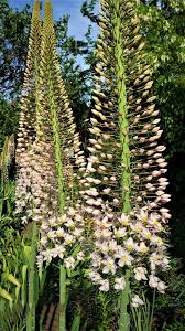 Image result for Steppenkerze