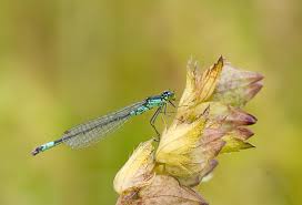 Attēlu rezultāti vaicājumam “Coenagrion armatum female”