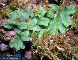 Attēlu rezultāti vaicājumam “Riccia sorocarpa”