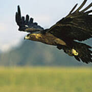 Attēlu rezultāti vaicājumam “Aquila chrysaetos”