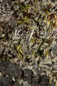 Attēlu rezultāti vaicājumam “Phaeophyscia orbicularis”