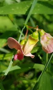 Attēlu rezultāti vaicājumam “Lathyrus sylvestris bud”