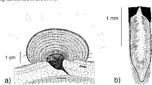 Attēlu rezultāti vaicājumam “Daldinia concentrica”