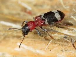 Attēlu rezultāti vaicājumam “Thanasimus formicarius”