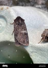 Attēlu rezultāti vaicājumam “Euxoa nigricans”