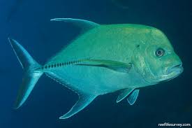 Image result for Caranx lugubris