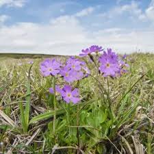Attēlu rezultāti vaicājumam “Primula farinosa bud”
