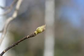 Attēlu rezultāti vaicājumam “Pyrus communis bud”