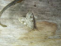 Attēlu rezultāti vaicājumam “Udea olivalis”