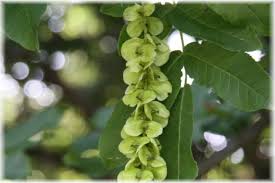 Attēlu rezultāti vaicājumam “Pterocarya fraxinifolia male flower”