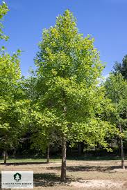 Attēlu rezultāti vaicājumam “Liriodendron tulipifera”